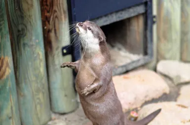 Zostaliśmy opiekunami wyderek orientalnych w ZOO Opole! | Aktualności | Uniwersytet WSB Merito Opole: Wyderki
