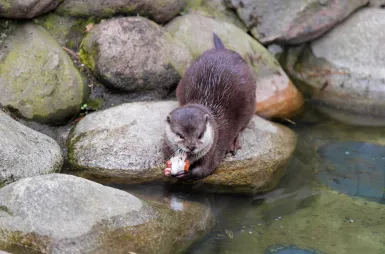 Zostaliśmy opiekunami wyderek orientalnych w ZOO Opole! | Aktualności | Uniwersytet WSB Merito Opole: wy
