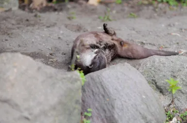 Zostaliśmy opiekunami wyderek orientalnych w ZOO Opole! | Aktualności | Uniwersytet WSB Merito Opole: Wyderki
