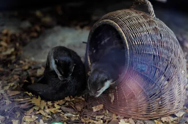 Zostaliśmy opiekunami wyderek orientalnych w ZOO Opole! | Aktualności | Uniwersytet WSB Merito Opole: Wyderki