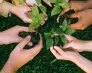 Ruszył nabór do Młodzieżowej Rady Klimatycznej IV kadencji | Aktualności | Uniwersytet WSB Merito we Wrocławiu: studenci trzymający sadzonki w rękach